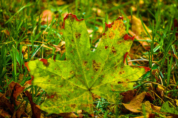 Herbstlaub - Ahornblatt