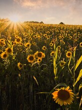 Sunflower Field At Sunset 