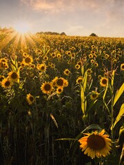 sunflower field at sunset 