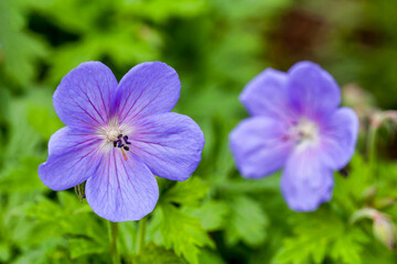 Wall Mural - Geranium himalayense 'Irish Blue' a springtime summer flower which is a spring herbaceous perennial plant commonly known as cranesbill