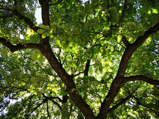 Canvas Print - old chestnut tree texture