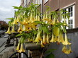 żółte kielichy, dzwonki, kwiaty datura w donicy przy budynku i ulicy