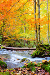 Wall Mural - autumn in wild forest - big forest trees and fast river with stones with real honey agarics mushroom