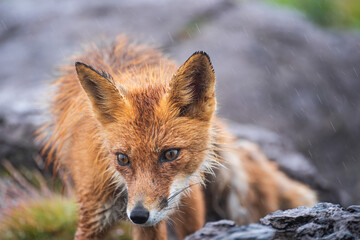 Wall Mural - red fox on stone, vulpes vulpes, wildlife scene from europe.