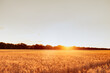 © VisionPro - Gold Wheat field panorama with at sunset, rural countryside