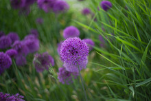 Allium, Purple Circular Flowers On A Green Background. Selective Focus, Blurred Background