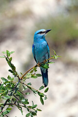 Wall Mural - European roller // Blauracke (Coracias garrulus)