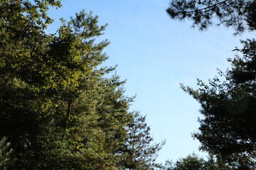 木と空の風景 landscape trees and sky 1