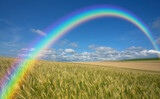 Fototapeta Tęcza - 麦畑と雲と虹