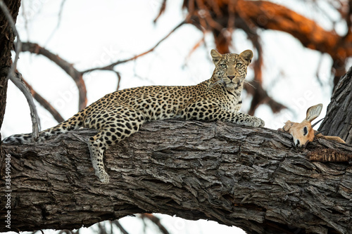 Cuadros en Lienzo Leopard lying on a large tree branch looking alert with its prey in Botswana