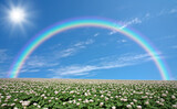 Fototapeta Tęcza - ジャガイモ畑のジャガイモの花と雲と虹と太陽