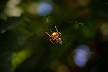 spider prey. spider on a web. spider hunts