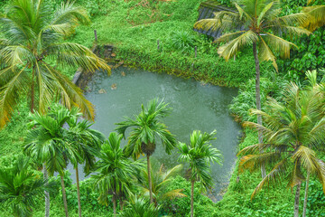 Kerala nature landscape natural pond with coconut trees or palm trees . Lush green rural village in Kerala India. Greenery Arial view or top view.