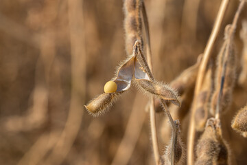 Wall Mural - Closeup of soybean pod shattering with seed in field during harvest. Concept of drought stress, moisture content and yield loss