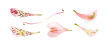 Set Of Pink Alstroemeria Petals And Stamens