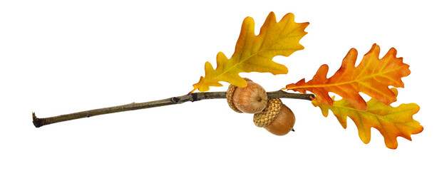Wall Mural - Twig with oak acorns and autumn leaves