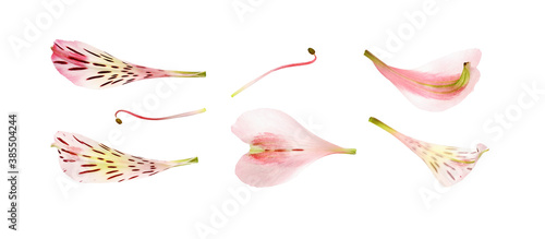 Fotografía Set of pink alstroemeria petals and stamens