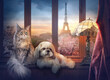 Maine Coon cat and Shih tzu dog sit on the window sill. In the background, a view of Paris and the Eiffel Tower. Evening cityscape.


