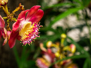 Bee on The Pollen of Salween Flower Blooming