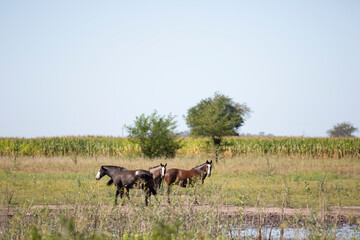 caballos en el campo pampeano