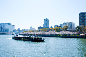 Canvas Print - 大川の桜