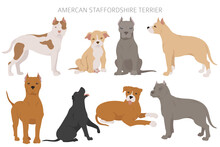 American Staffordshire Terrier Dogs Set. Color Varieties, Different Poses. Dogs Infographic Collection