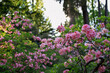 Różowe rododendrony w rozkwicie