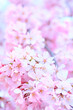 © Paylessimages - 桜