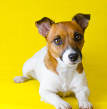 Fototapeta Zwierzęta - dog jack russell terrier breed lies on a yellow background. Obedient happy dog.