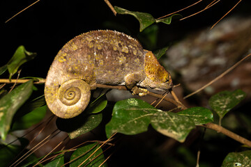 Wall Mural - A chameleon on a branch in the rainforest of Madagascar