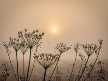 Silhouette Of Dry Stalks Of Hogweed Against The Background Of The Rising Sun
