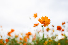 Closeup Of Orange Cosmos Flower On Blurred Greenery Background Under Sunlight With Copy Space Using As Background Or Wallpaper Concept.