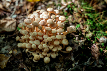 a group of mushrooms in the woods