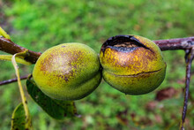Two Walnuts In Green Shells Burned By The Sun.