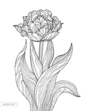 Tulip Flower Isolated. Vector Botanical Illustration. Bohemian Wedding Inwitation Card. Spring Holiday. Coloring Book Page For Adult. Hand Drawn Artwork. Black And White