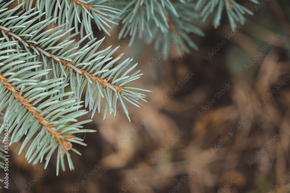 close-up photo of blue spruce branches. approach of winter. coniferous trees - obrazy, fototapety, plakaty 