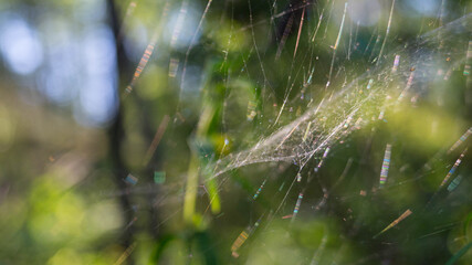 spider web with dew drops