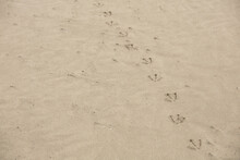 Seagull's Footprints