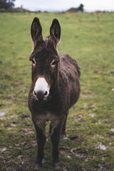 Donkey in a field