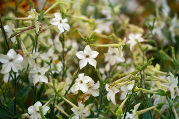 White flowers of sweet tobacco in the garden. Nicotiana alata is a species of tobacco. Jasmine tobacco, winged tobacco.