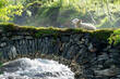 Urlaub in Süd-Norwegen: Die schöne Landschaft in der Nähe von Trollstigen - Schaf auf alter Steinbrücke