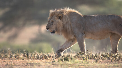 Wall Mural - Wild free ranging male african lion patrolling its territory