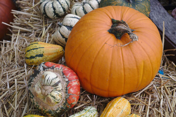 different varieties of squashes and pumpkins on straw colorful vegetables top view