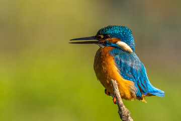 Wall Mural - kingfisher (Alcedo atthis)