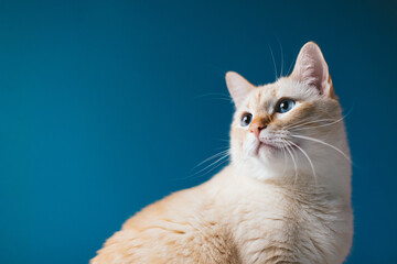 Beautiful healthy cat with blue eyes on a colored background close-up Portrait. Thoroughbred pet beautiful splash banner place for text copy space. cream white light fur. contrast