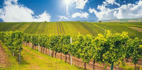 Wall Mural - Grape field growing for wine. Vineyard hills. Summer scenery with wineyard rows