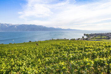 Wall Mural - Vineyards in Lavaux region, Switzerland