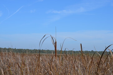 wheat field and blue sky