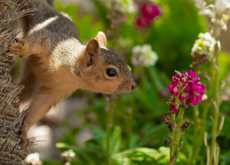 Squirrel in the park with a flower