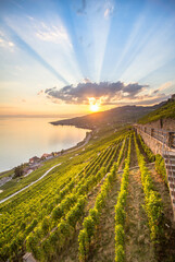 Wall Mural - Vineyards in Lavaux region, Switzerland